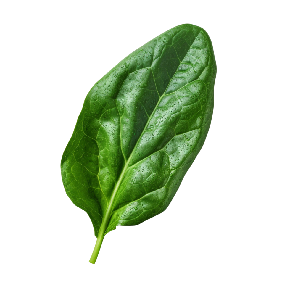 AI generated Spinach leaf clip art png