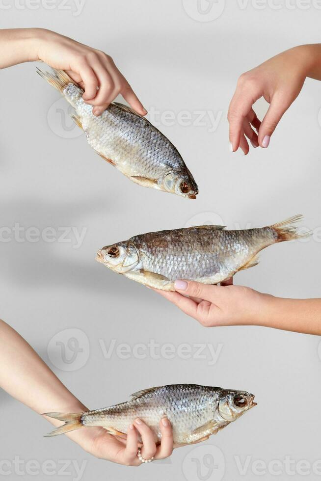 Female hands holding dried salted roach on gray background photo