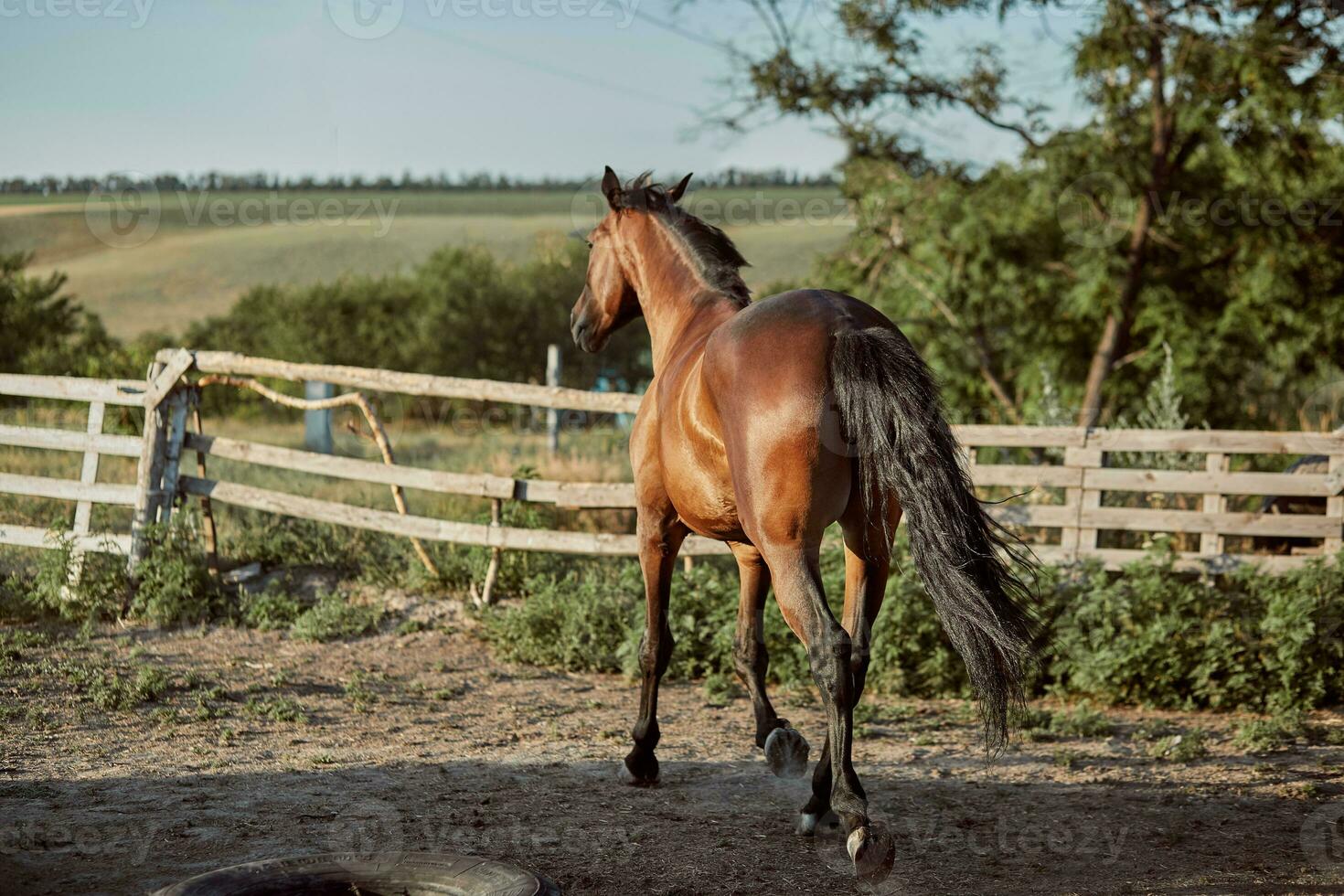 Horse running in the paddock on the sand in summer photo