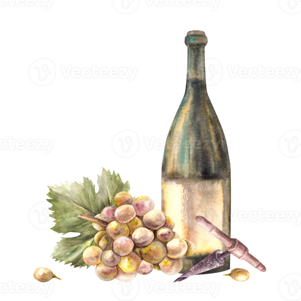 A bottle of white wine with bunch of grapes and grapevine, corkscrew Watercolour hand draw illustration. Wine making printing of label, flyer, drink menu, wine list, sticker magnet png