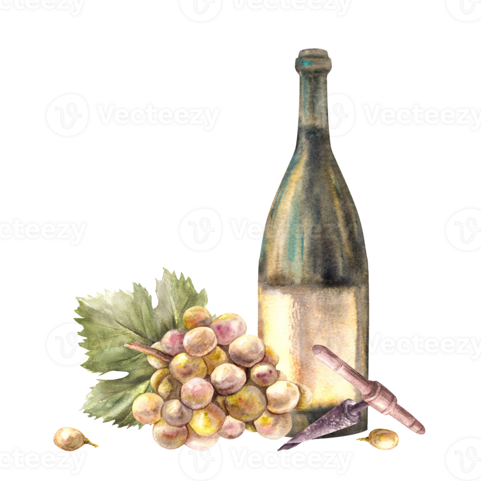 A bottle of white wine with bunch of grapes and grapevine, corkscrew Watercolour hand draw illustration. Wine making printing of label, flyer, drink menu, wine list, sticker magnet png