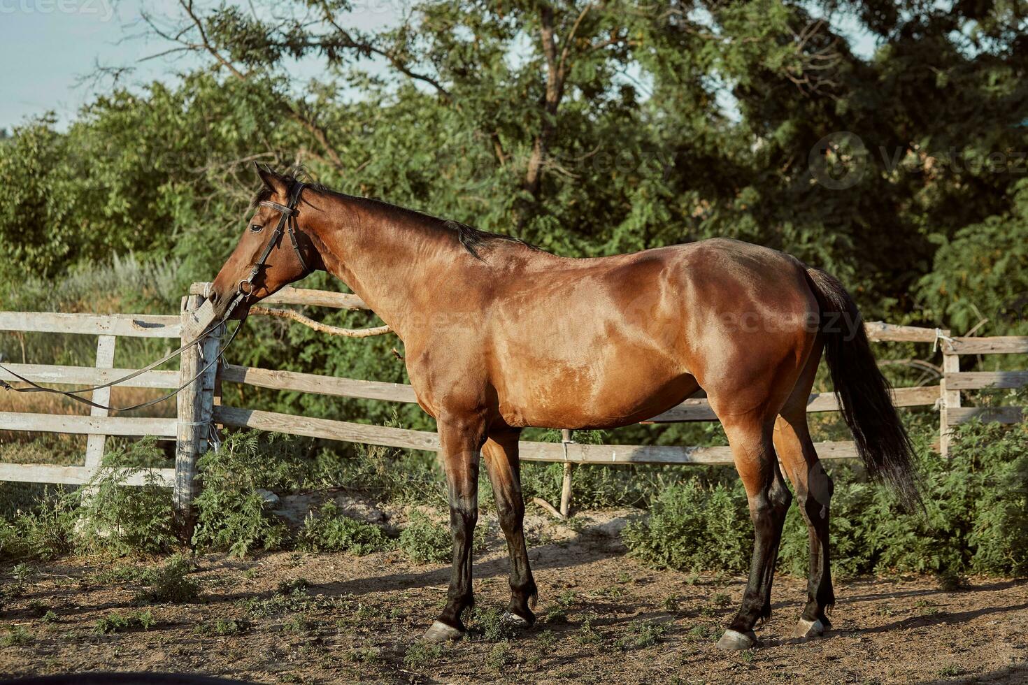 Handsome horse in the paddock. Farm. Ranch. photo