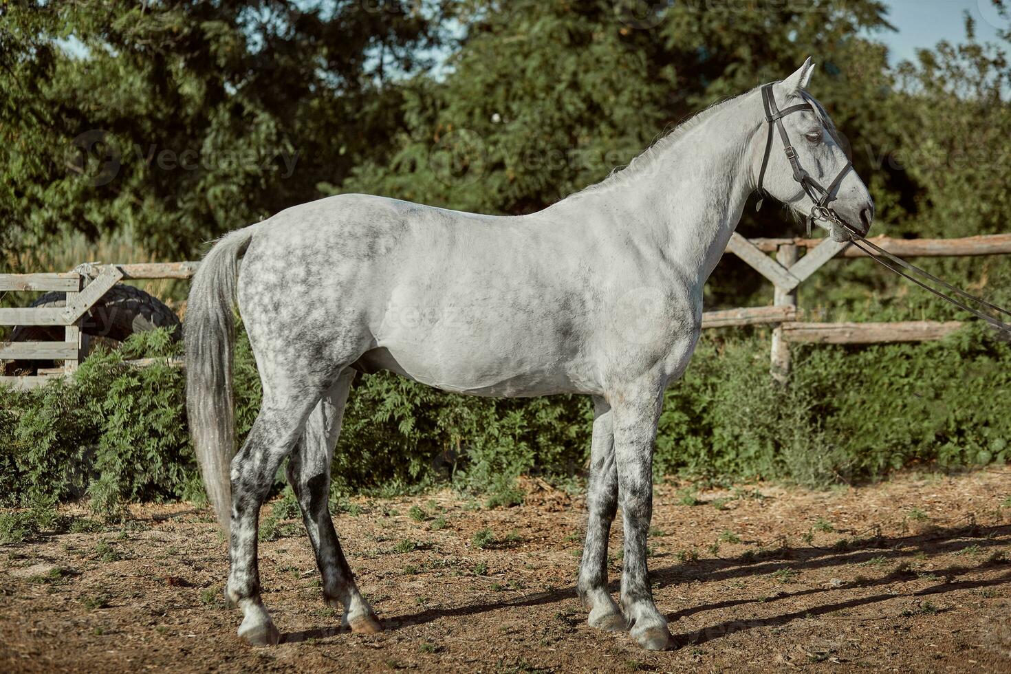 Thoroughbred horse in a pen outdoors and photo