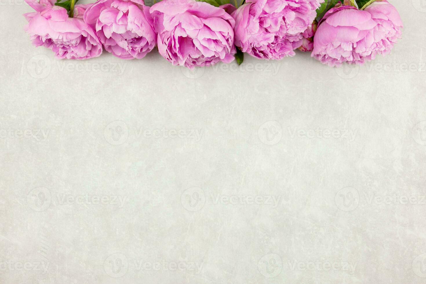 Pink peonies flowers on light gray concrete background. Valentine's, womens, mothers day, easter, birthday or wedding, spring holiday flat lay. Top view. Copy space. photo