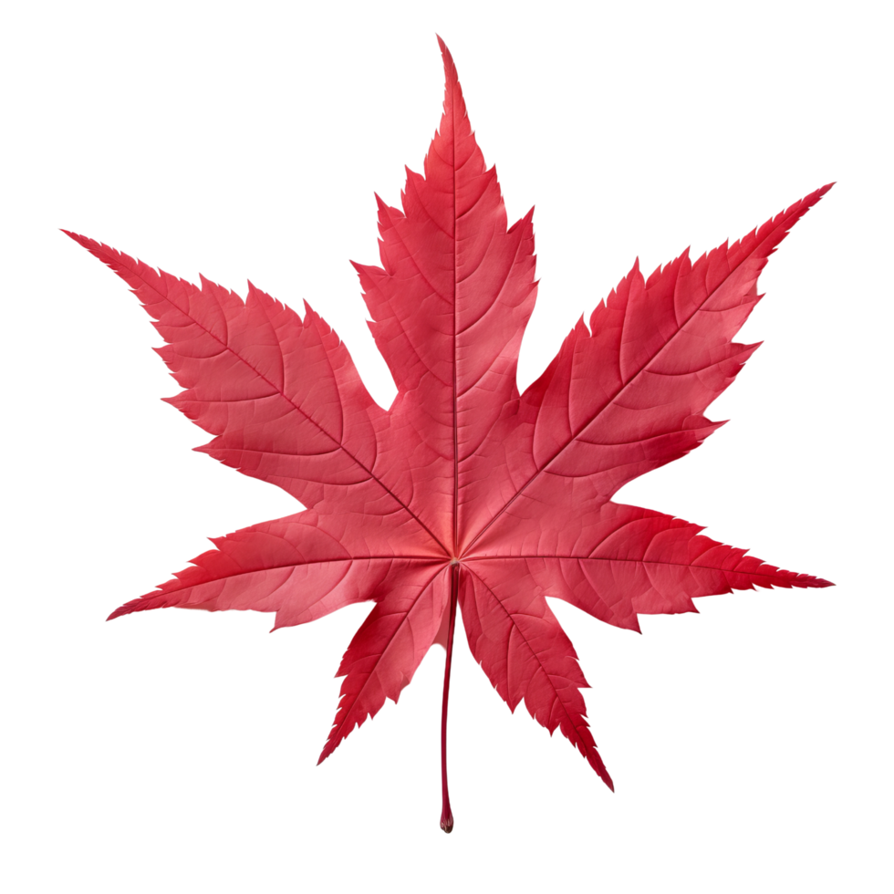 AI generated Japanese maple leaf clip art png