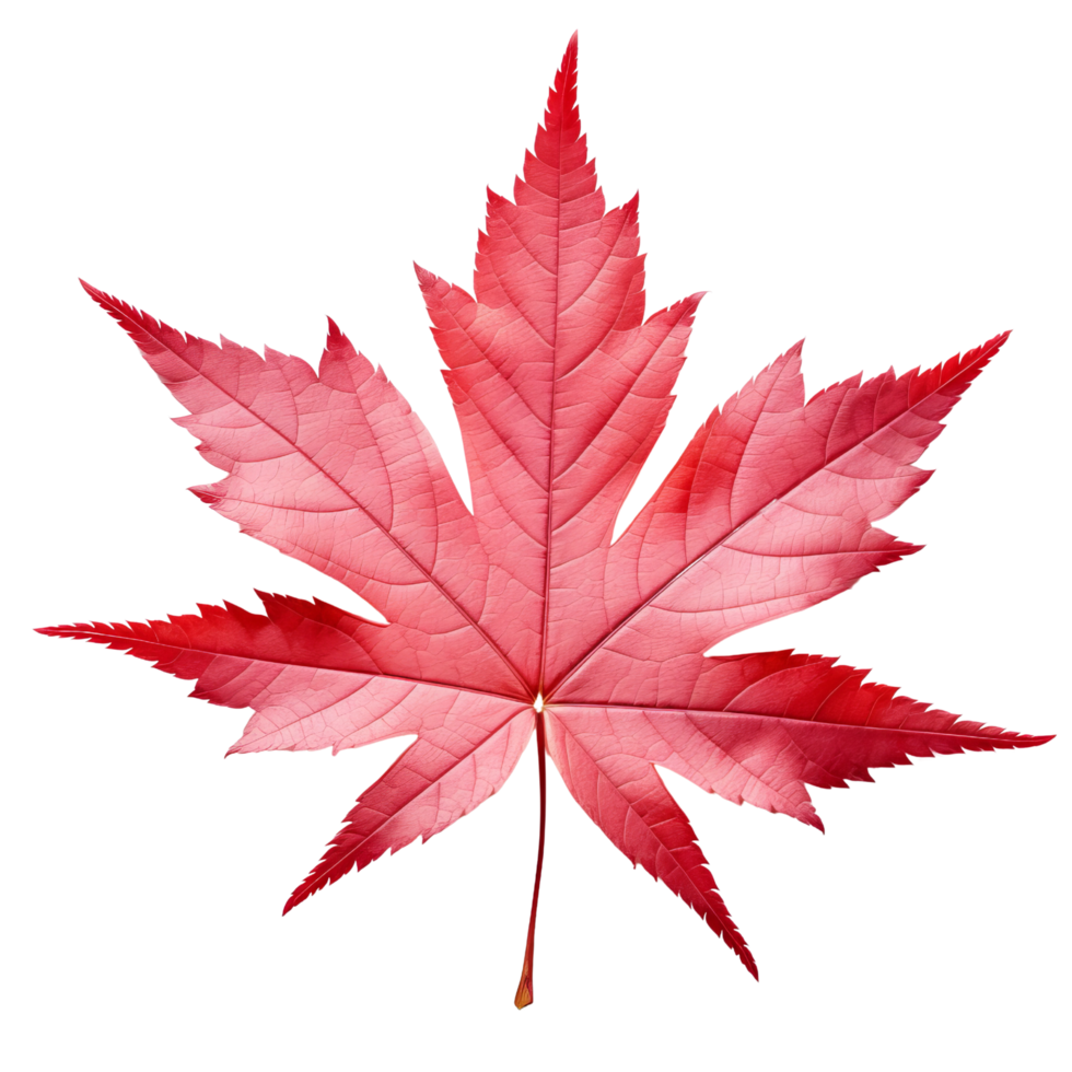 AI generated Japanese maple leaf clip art png