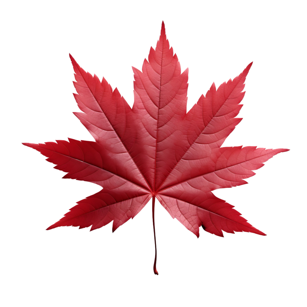 AI generated Japanese maple leaf clip art png