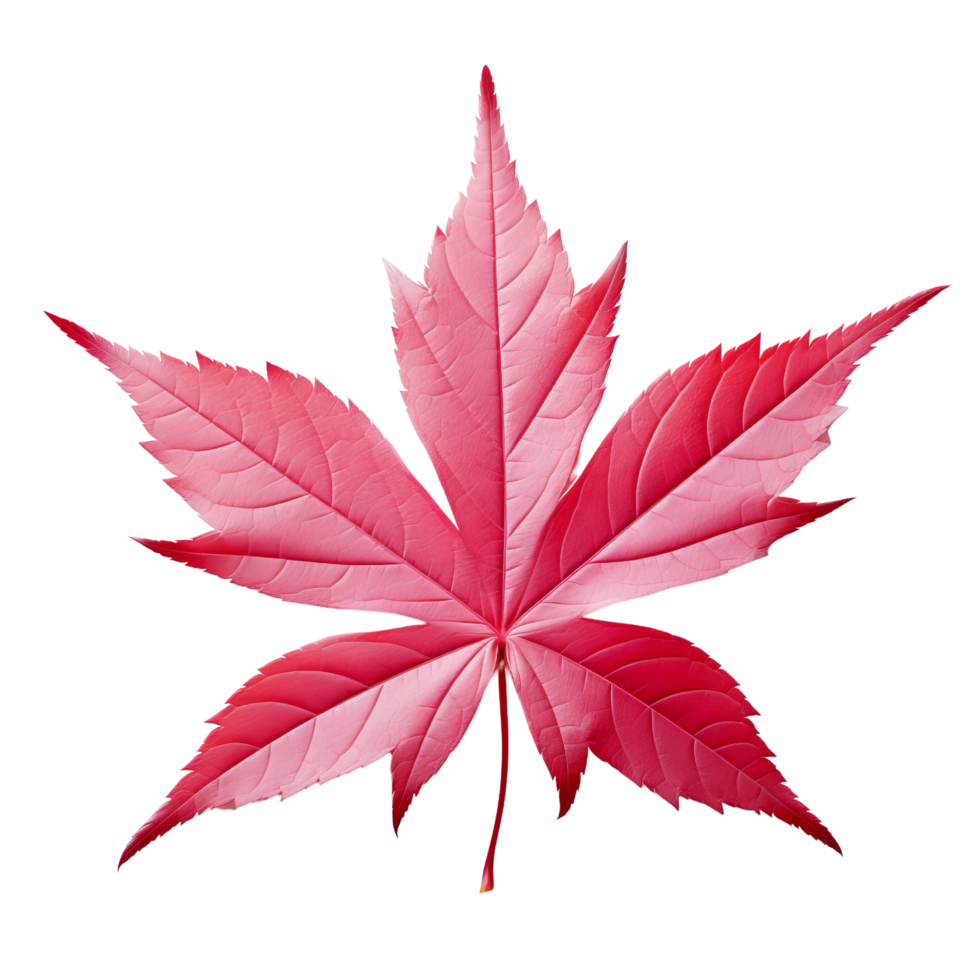 AI generated Japanese maple leaf clip art png