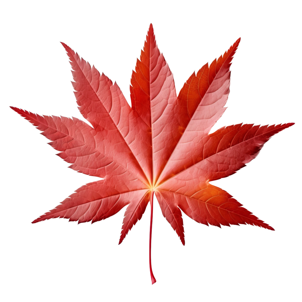 AI generated Japanese maple leaf clip art png