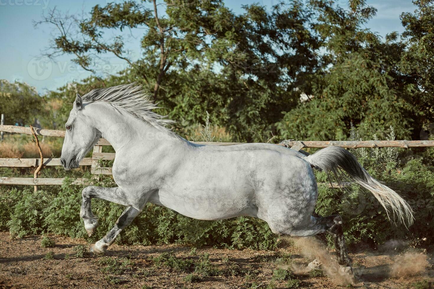 Horse running in the paddock on the sand in summer photo