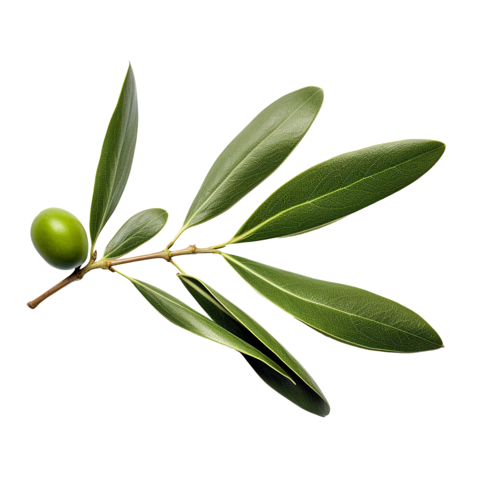 AI generated Olive leaves clip art png
