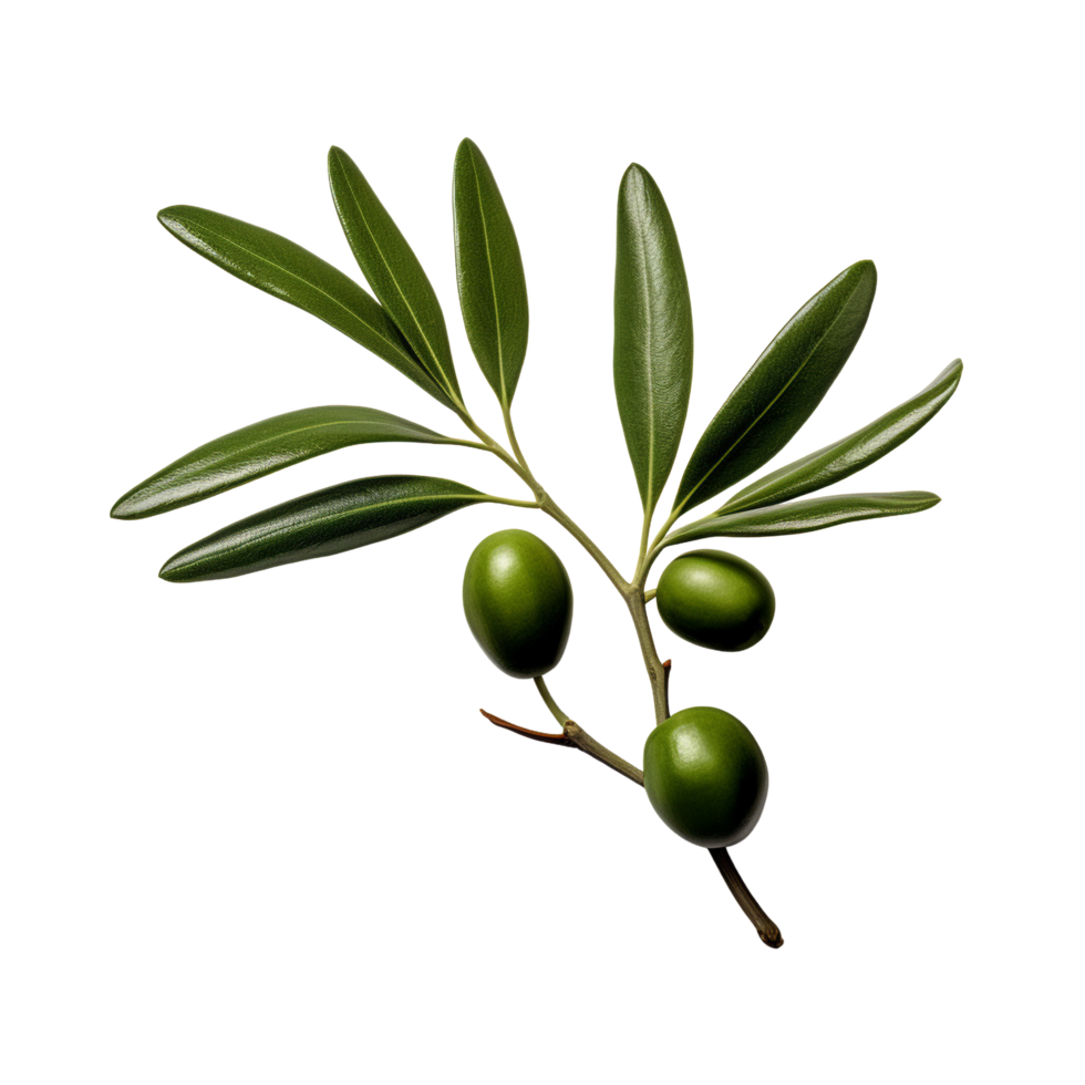 AI generated Olive leaves clip art png