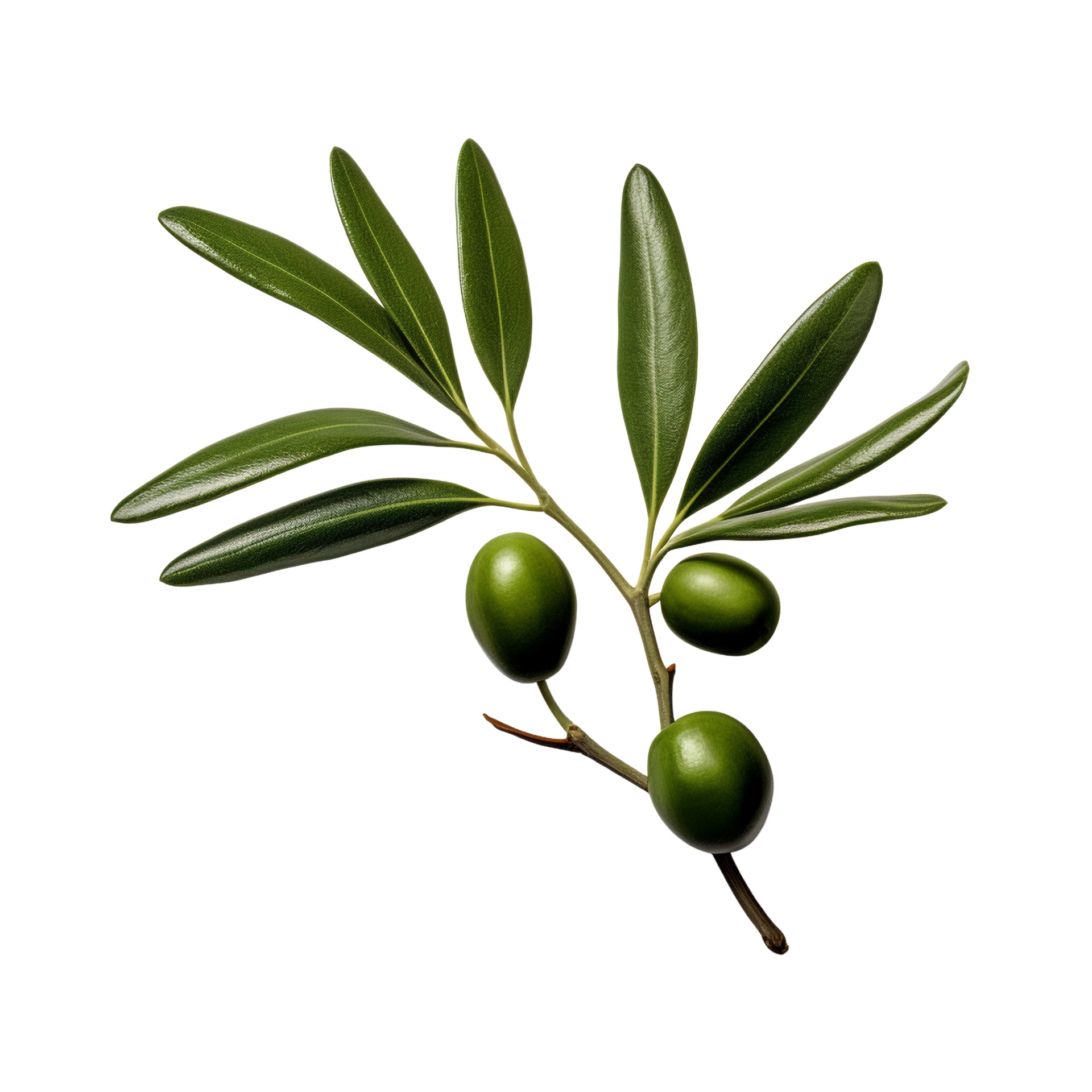 AI generated Olive leaves clip art 34928662 PNG