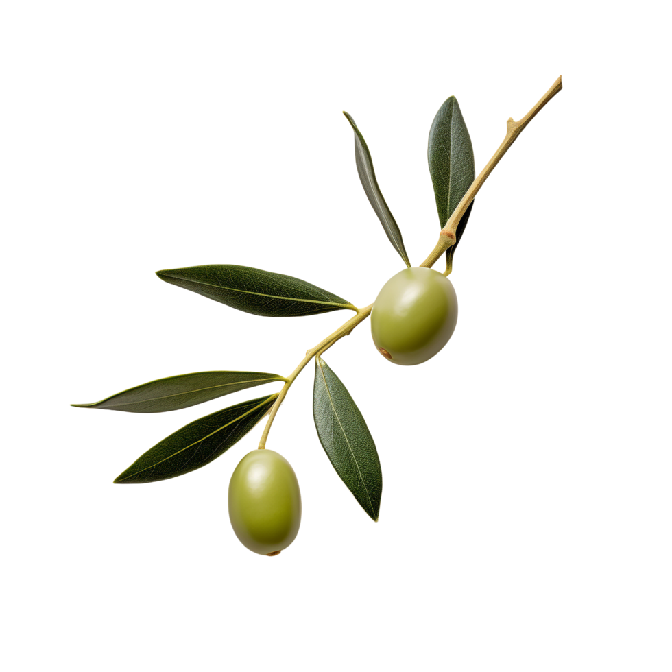 AI generated Olive leaves clip art png