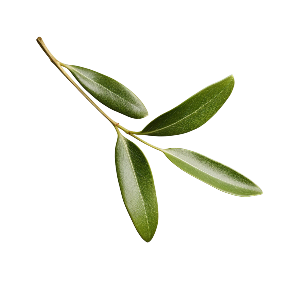 AI generated Olive leaves clip art png