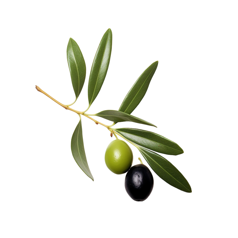 AI generated Olive leaves clip art png