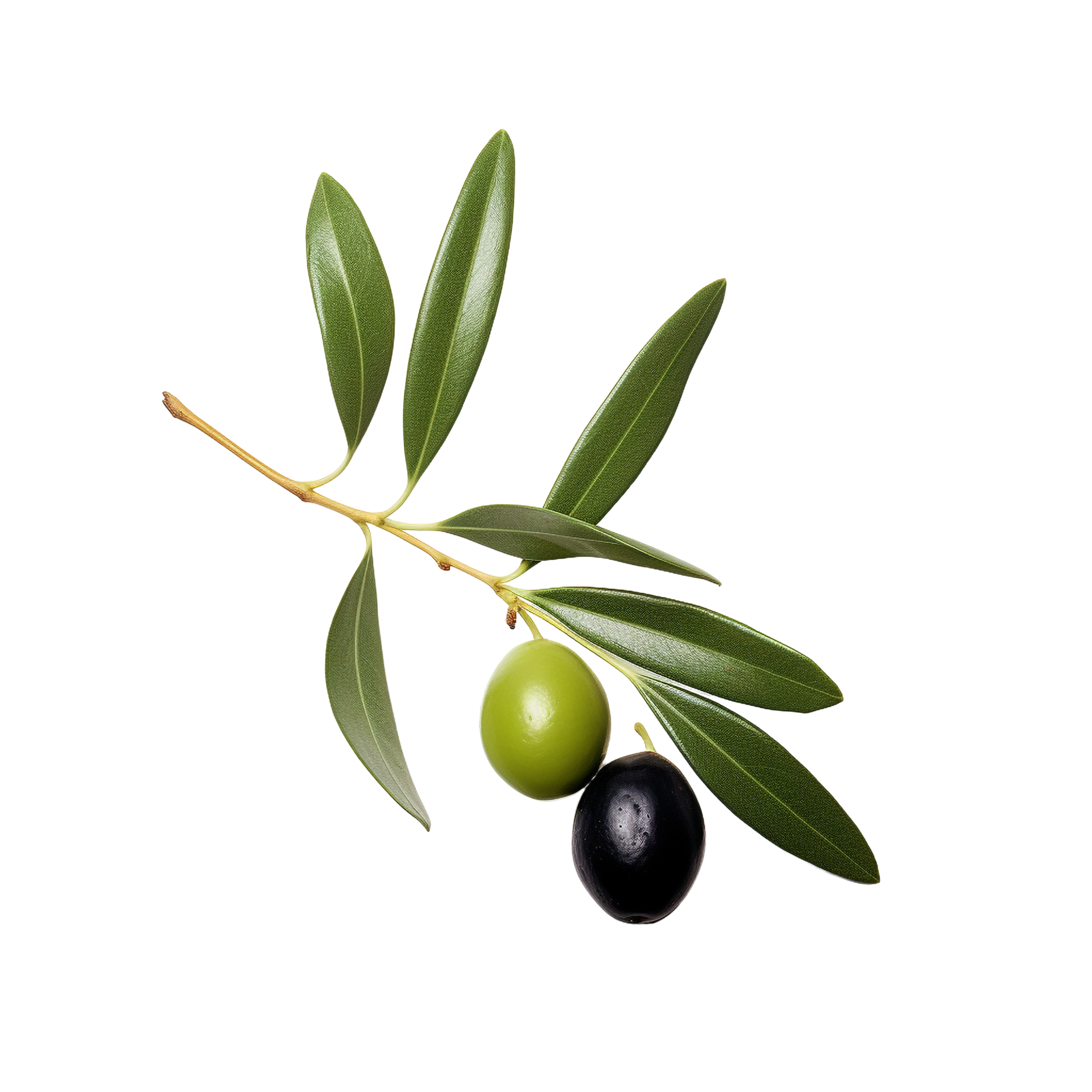 AI generated Olive leaves clip art 34928666 PNG