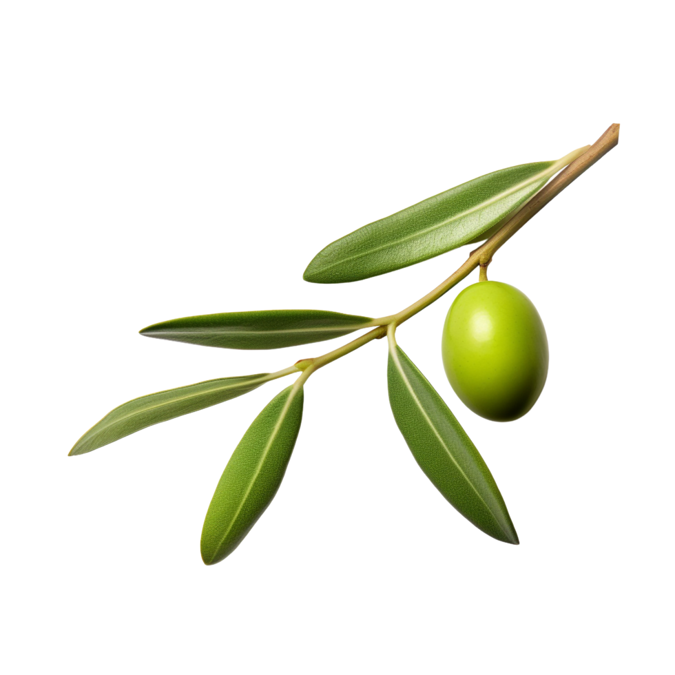 AI generated Olive leaves clip art png