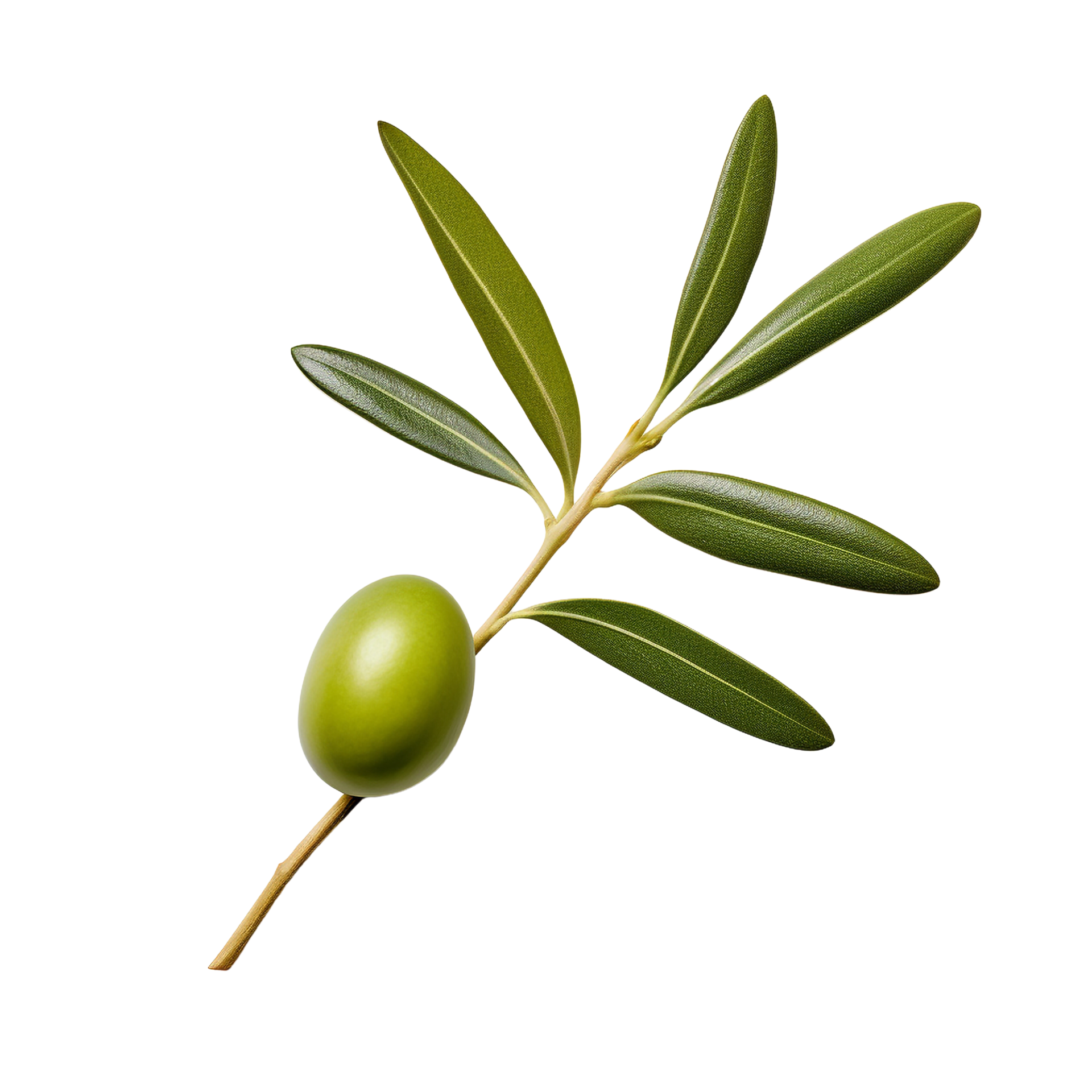 AI generated Olive leaves clip art 34928669 PNG
