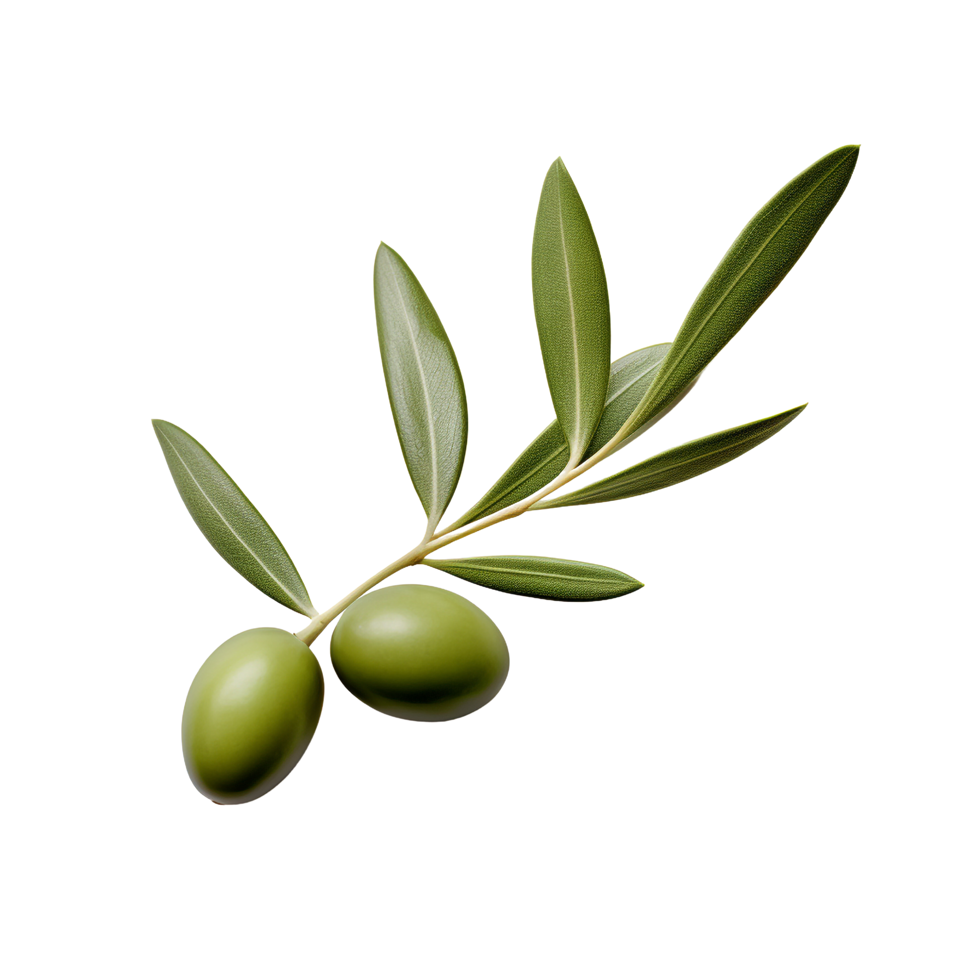 AI generated Olive leaves clip art 34928671 PNG