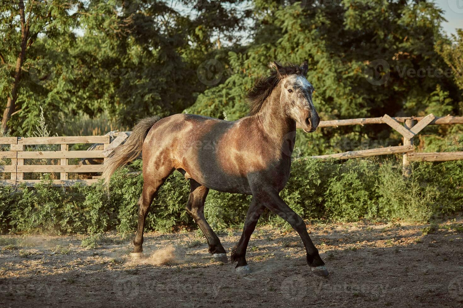 caballo corriendo en el paddock en el arena en verano foto