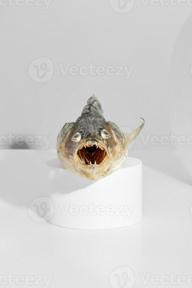 Dried zander with open toothy mouth on cylindrical stand photo