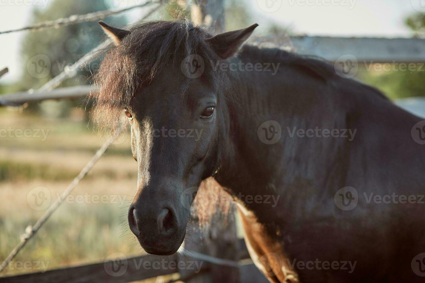 Beautiful brown horse, close-up of muzzle, cute look, mane, background of running field, corral, trees photo