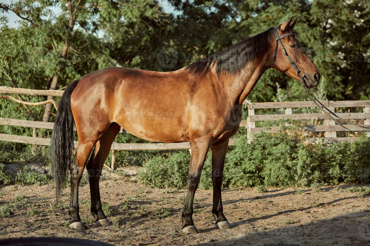 Handsome horse in the paddock. Farm. Ranch. photo