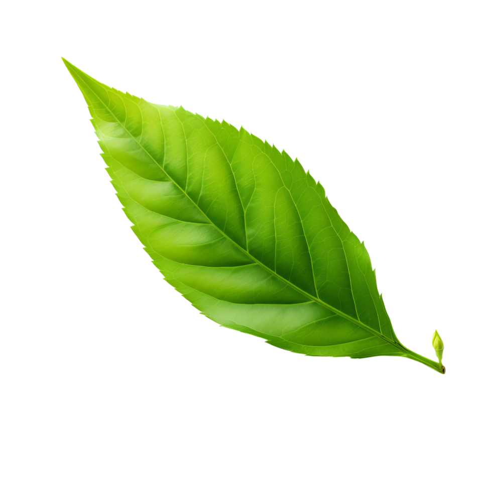 AI generated Tea leaf clip art png