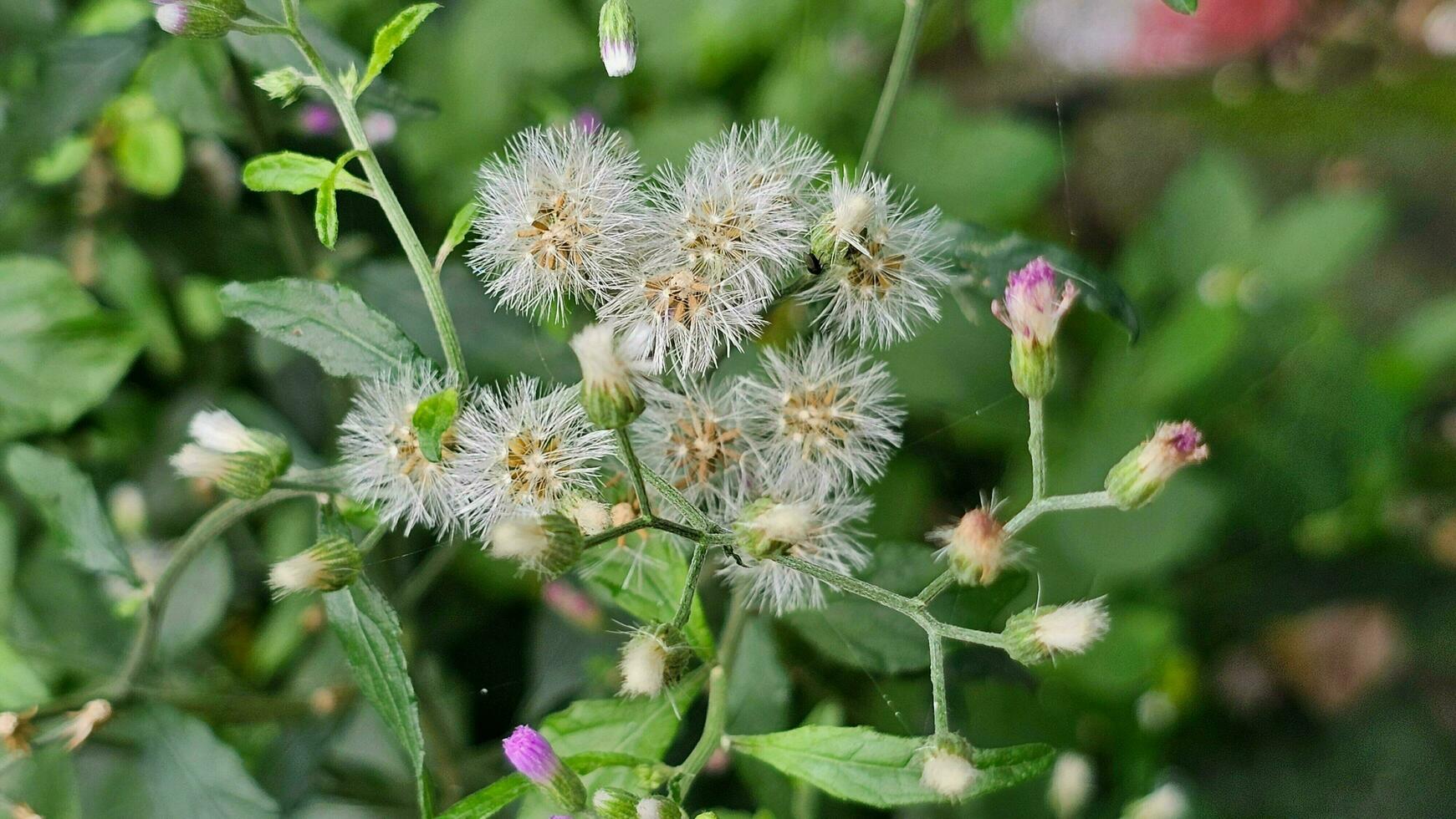 A plant with white flowers and green leaves.  Cyanthillium cinereum little Iron-weed plant flowers photo
