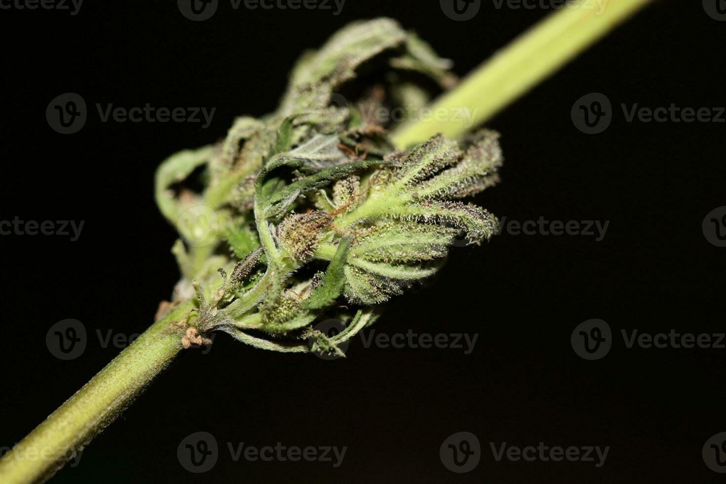 Fresh medical marijuana isolated close up background therapeutic cannabis bud purple haze botanical high quality big size instant printings stock photography photo