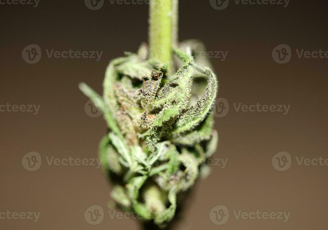 Fresh medical marijuana isolated close up background therapeutic cannabis bud purple haze botanical high quality big size instant printings stock photography photo