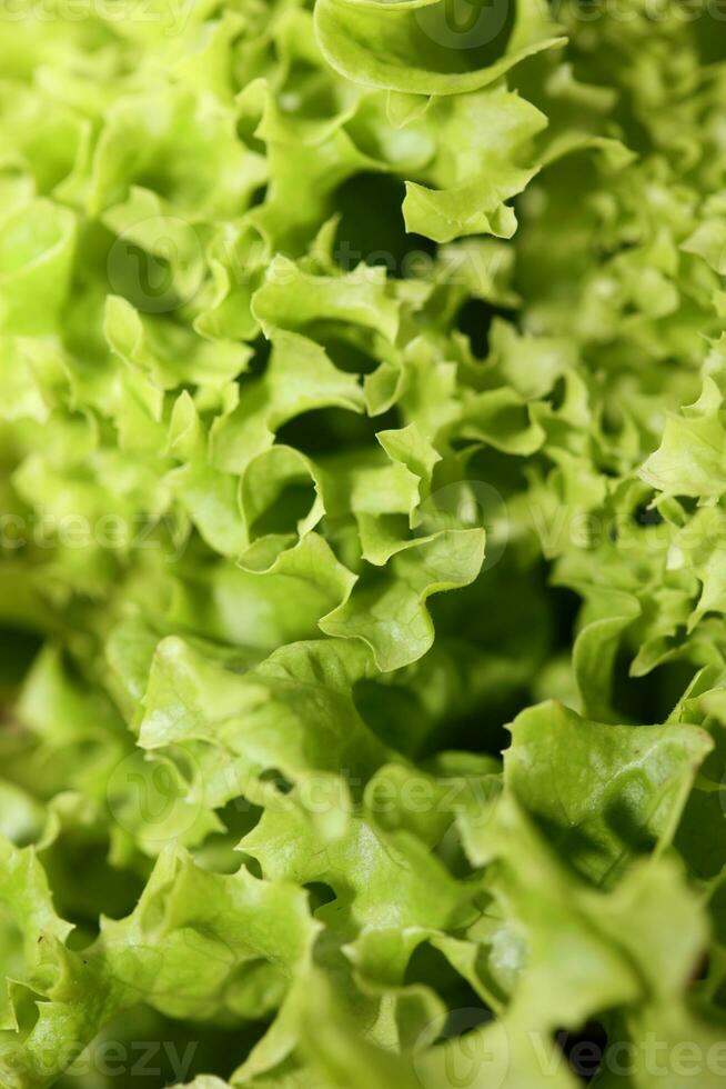 Green fresh cultivated lettuce salad leaves close up foliage texture bio nature wallpaper big size high quality instant stock photography printings photo