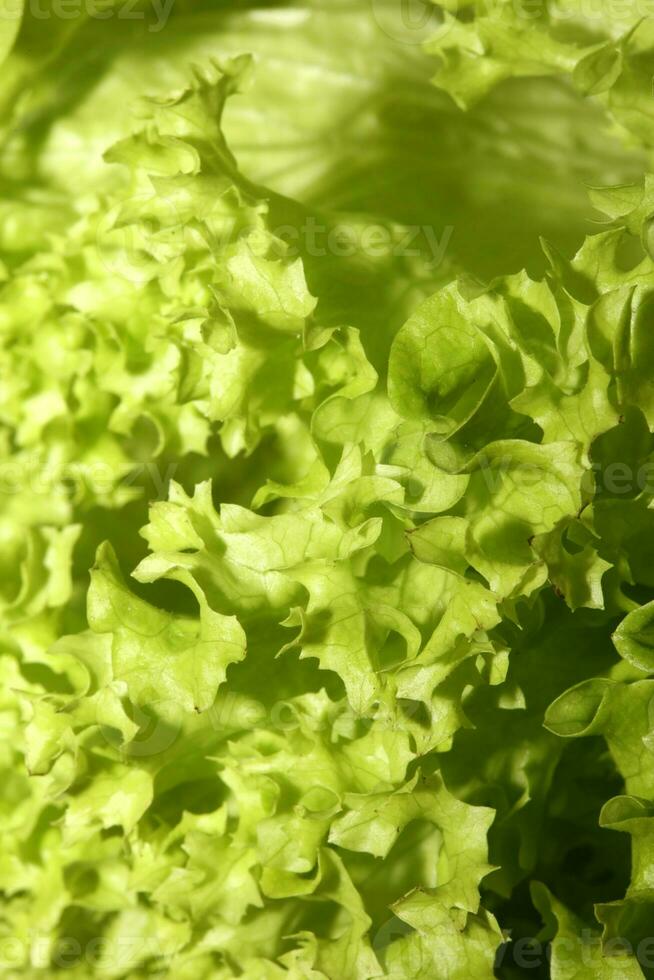 Green fresh cultivated lettuce salad leaves close up foliage texture bio nature wallpaper big size high quality instant stock photography printings photo