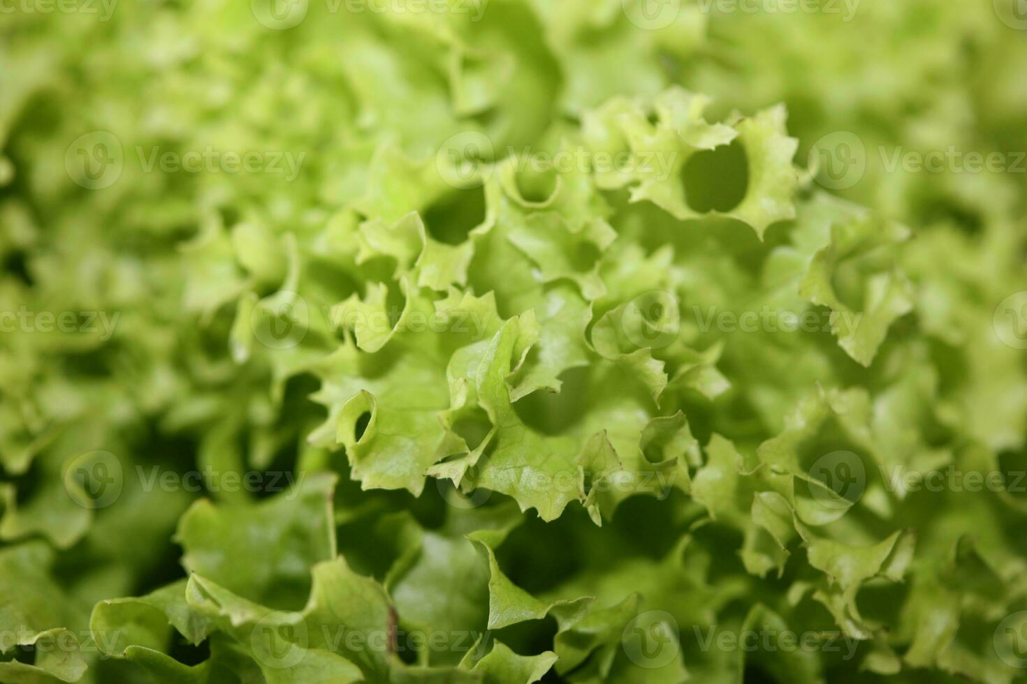 Green fresh cultivated lettuce salad leaves close up foliage texture bio nature wallpaper big size high quality instant stock photography printings photo