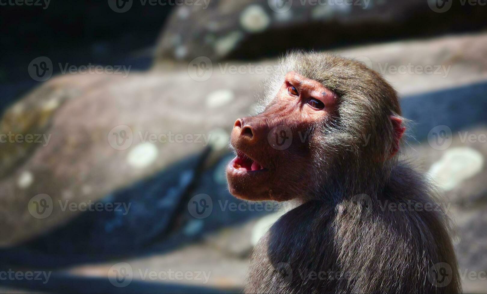 Animal Chimpanzee Monkey on Rocks in Zoo photo