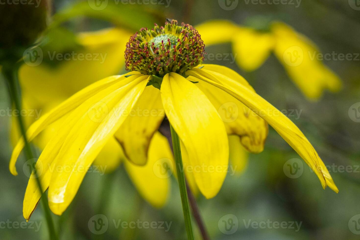 This photo show colorful leaves and close ups of micro parts of plants
