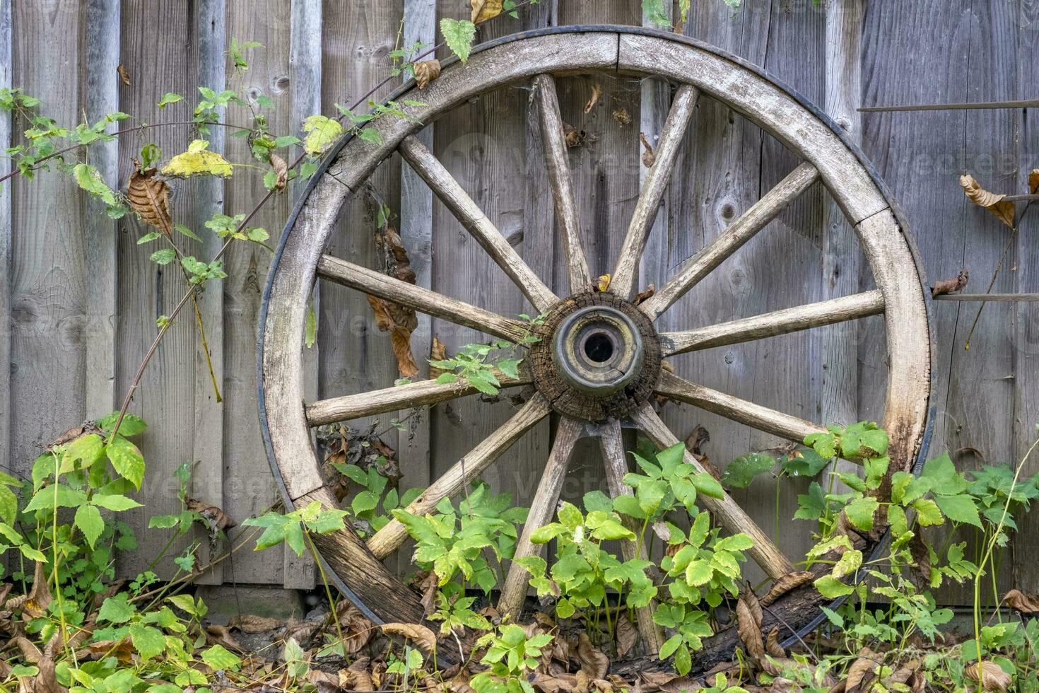 this photo shows still life in a farmers village