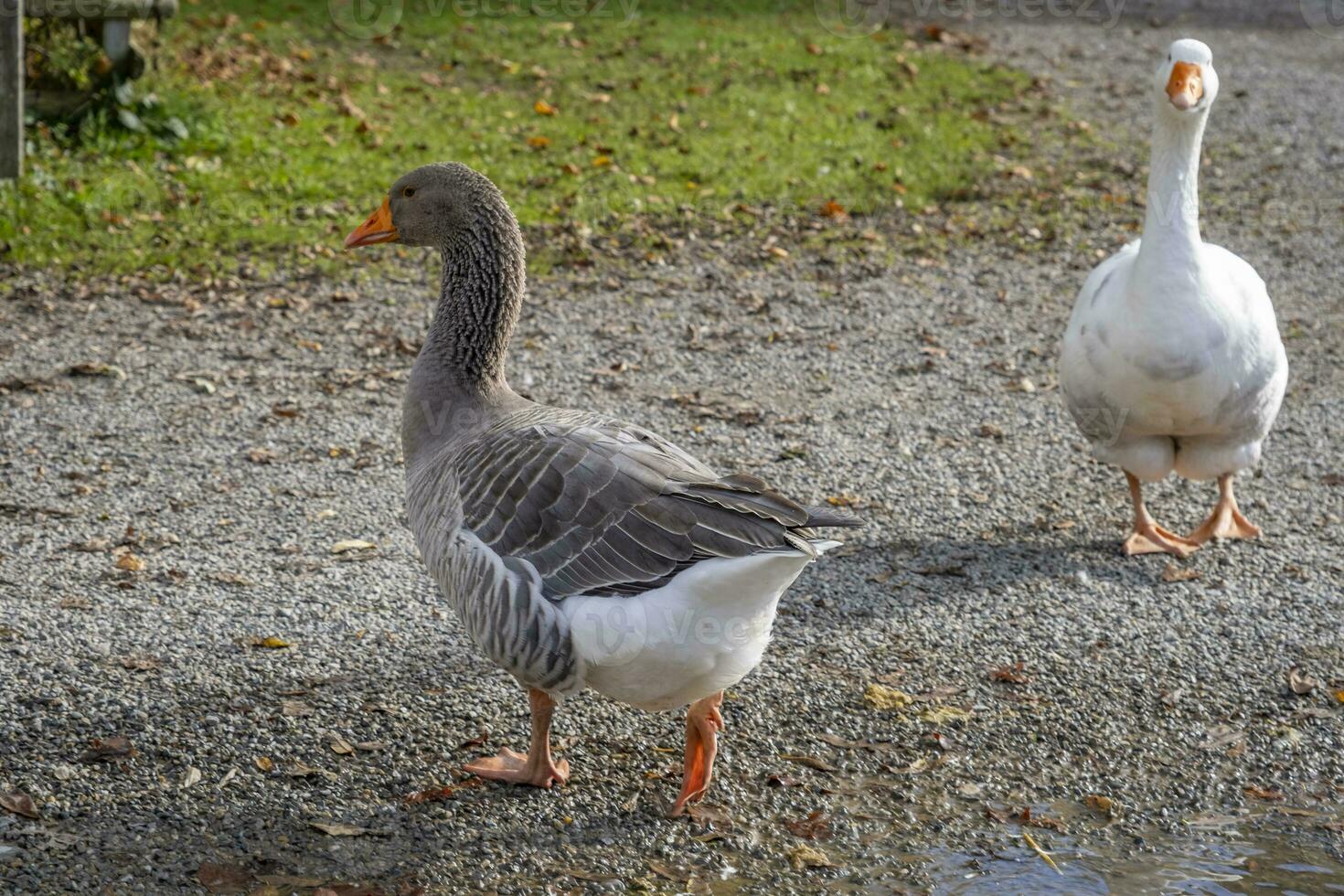 this photos shows animals at an old farmers village in Germany
