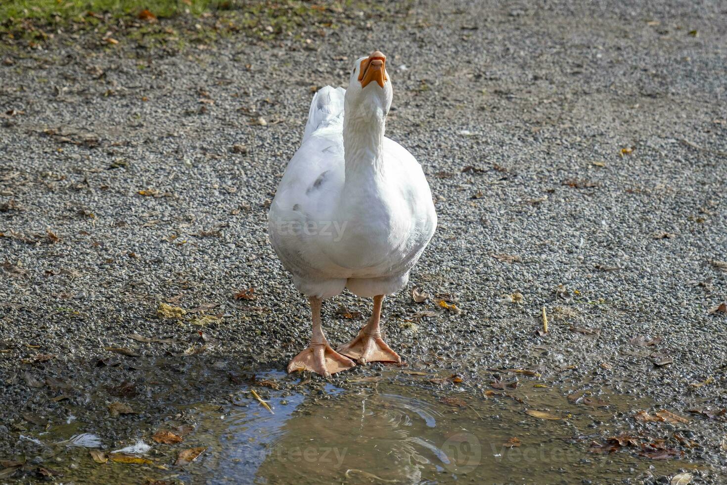 this photos shows animals at an old farmers village in Germany