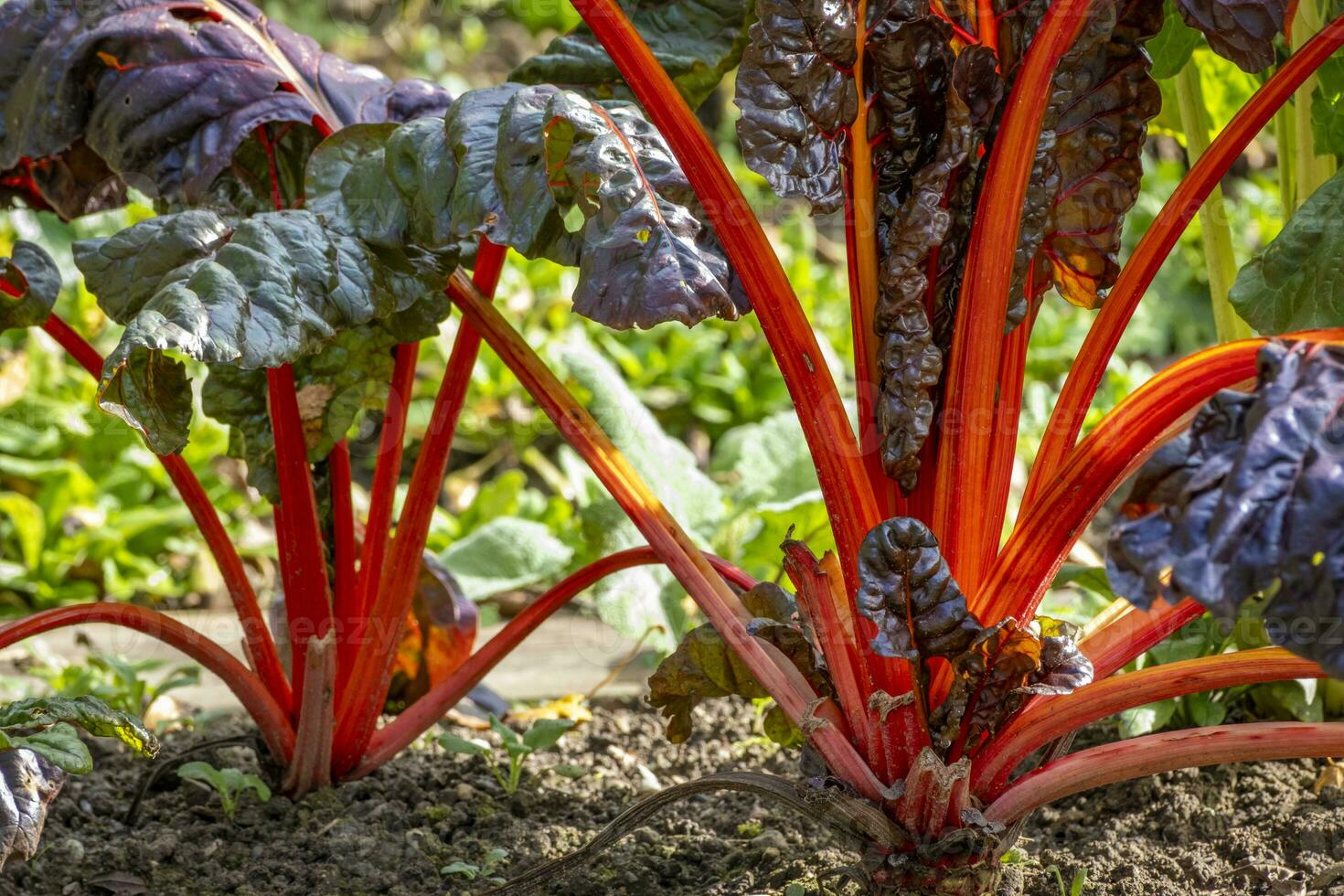 this photos shows vegetable an plants in a farmers village in Germany