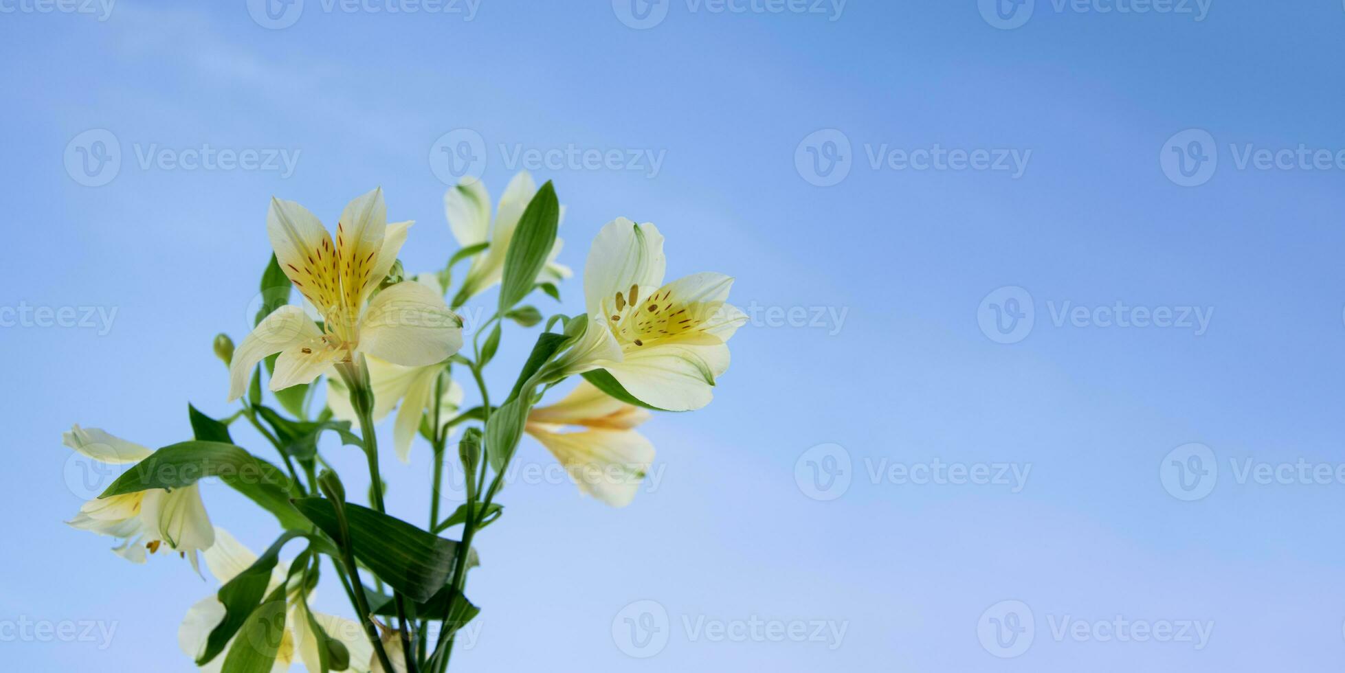 Yellow flowers against a blue sky, with shallow depth of field and selective focus, copy space for your text. photo