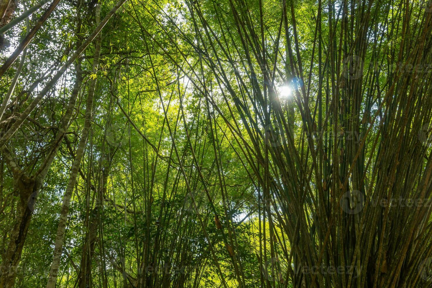 Bottom angle view of Bamboo forest. photo