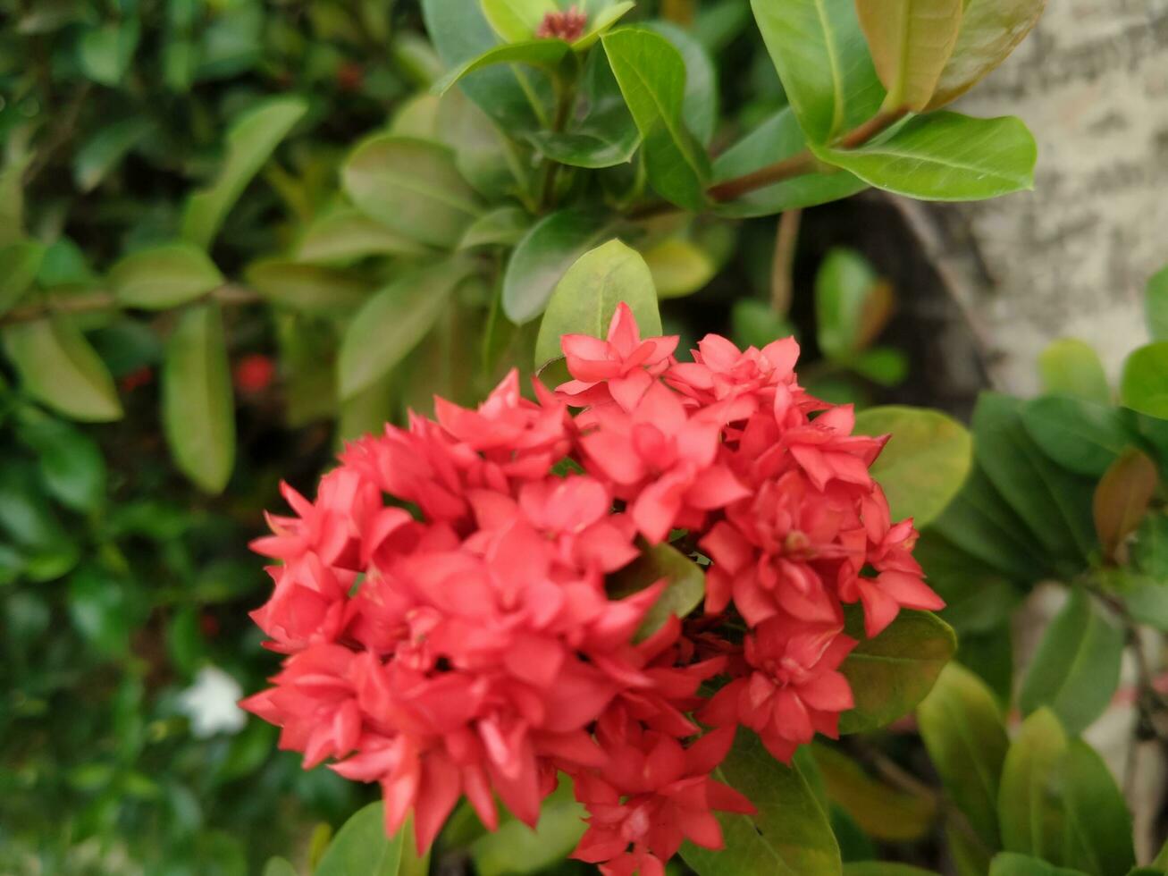 Ixora flower plants gather on one branch. photo