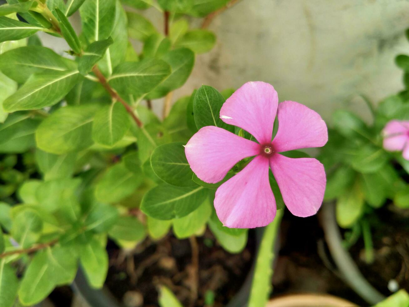 periwinkle flower. have a pink color photo