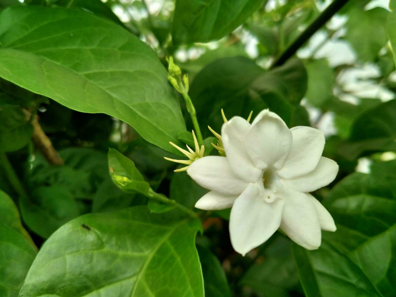 Jasmine flowers have five white petals and green leaves. photo