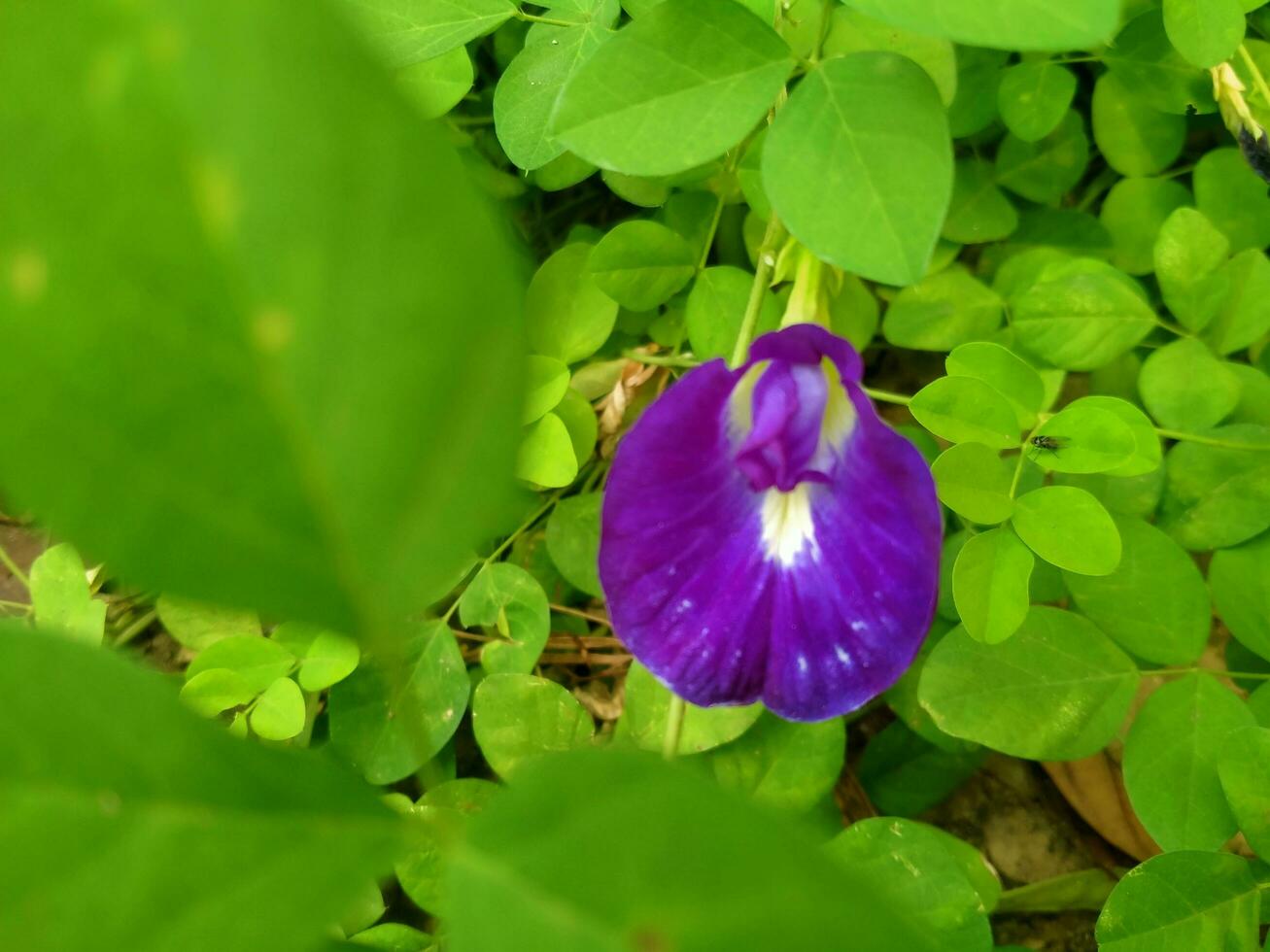 the shape of a butterfly pea flower when seen very closely photo