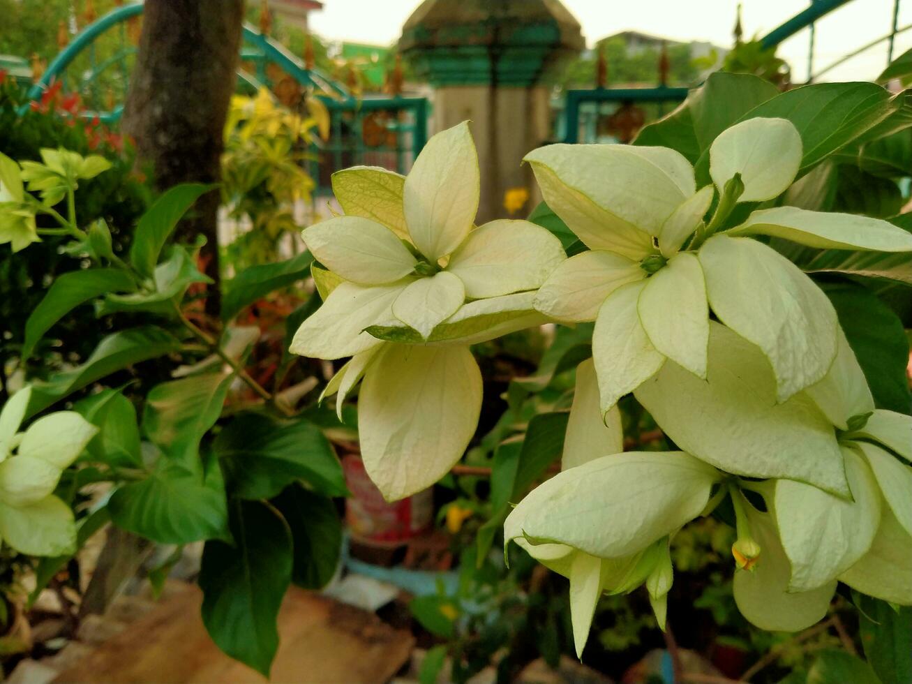 White Nusa Indah plant or in Latin it can be called Mussaenda philippica A.Rich. photo