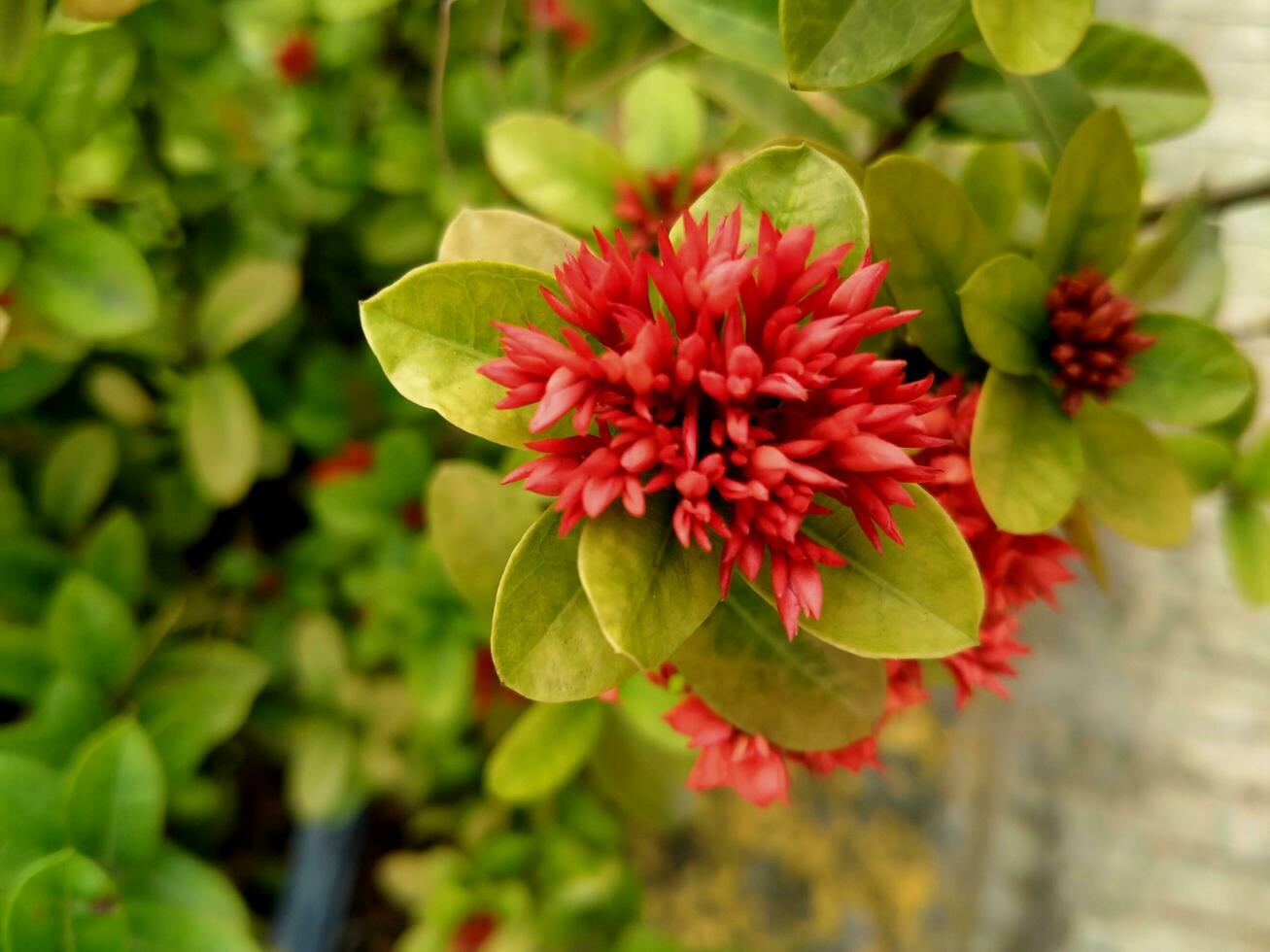 Ashoka plants are small and colorful. photo