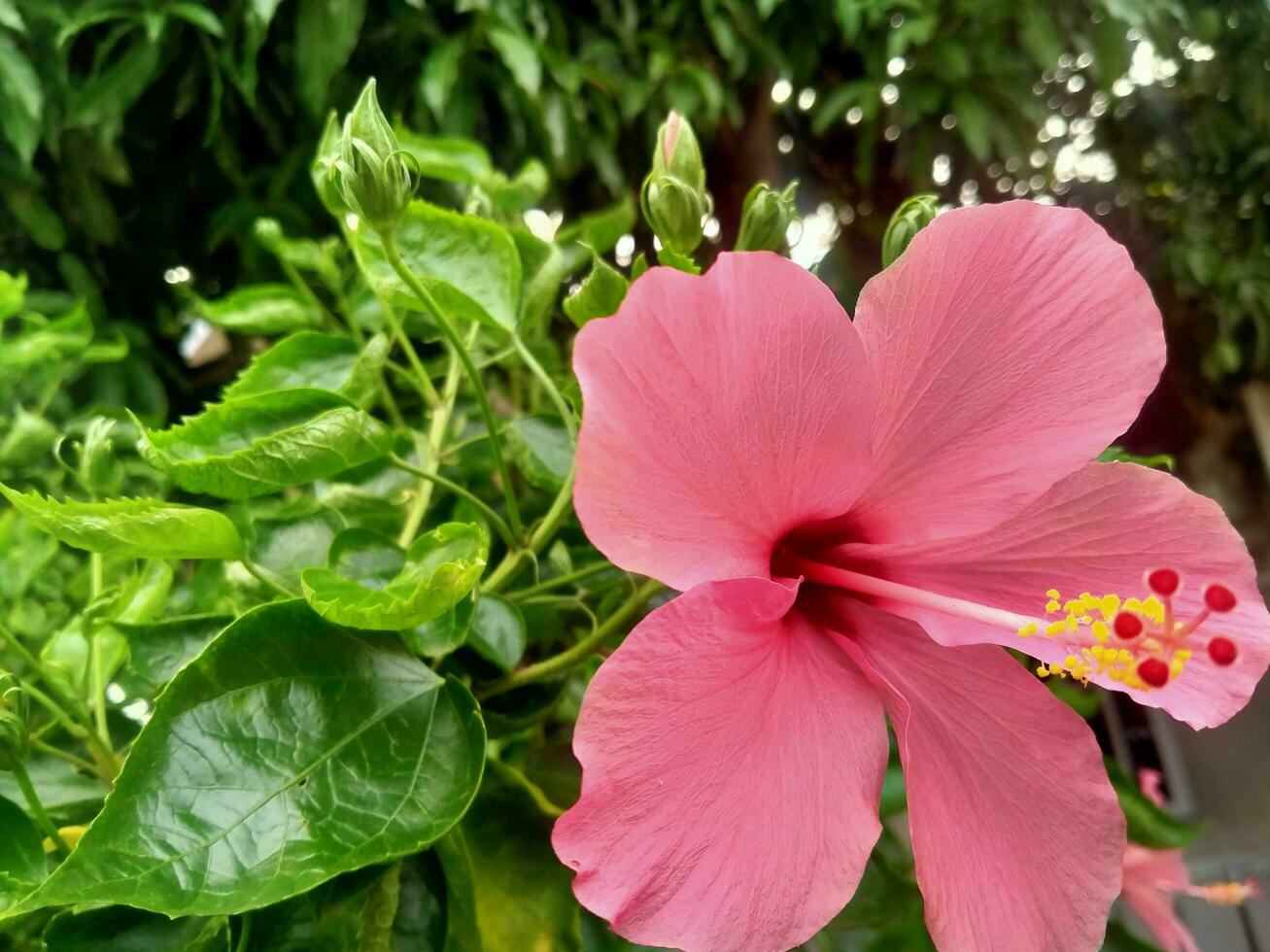 Hibiscus flowers are pink and have very large petals. photo